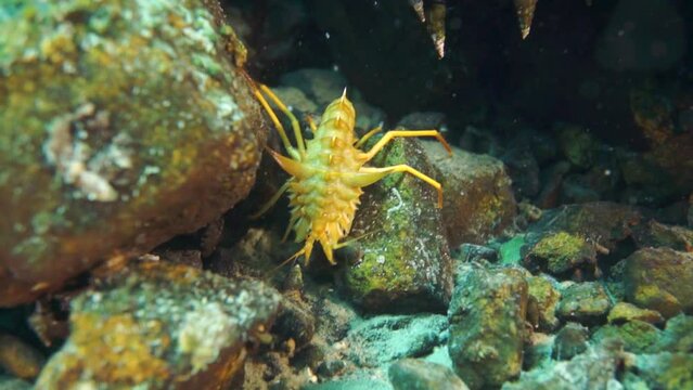 Macro video crayfish Acanthogammarus deep underwater in animal world of peculiar wild nature of Lake Baikal in Siberia Russia.