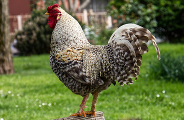 Singing rooster in the park isolated on blurry background.