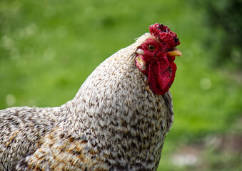 Singing rooster in the park isolated on blurry background.