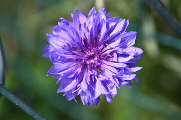 Blue centaurea cyanus in full bloom, cornflower or bachelor's button.