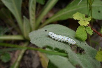 Caterpillar on a branch