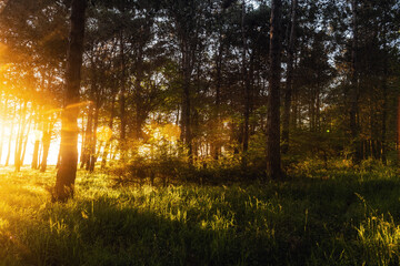 Morning rays of the rising sun in the green forest
