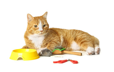 Cute cat with bowl, toy and claws clipper for pet isolated on white background