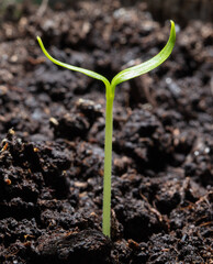 A small sprout of bell pepper sprouts in the ground.