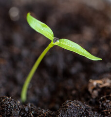 A small sprout of bell pepper sprouts in the ground.