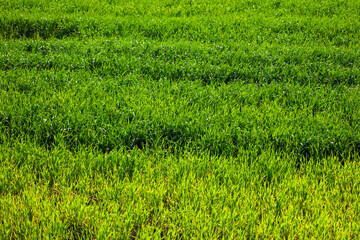 Green wheat on the field in spring.