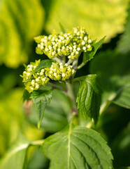 Small white flowers on a green herbaceous plant.