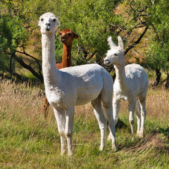 Two White and One Brown Alpaca in a Paddock in NZ