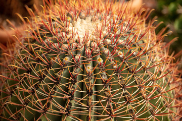 Naklejka na ściany i meble Cactus plant in the arboretum.
