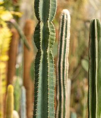 Cactus plant in the arboretum.