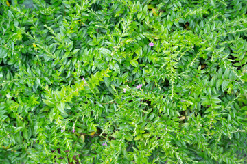Green leaves background