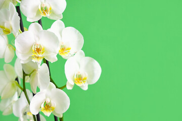 Fototapeta na wymiar Beautiful orchid flowers on green background, closeup