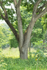 Fototapeta premium natural sence with tree,trunk