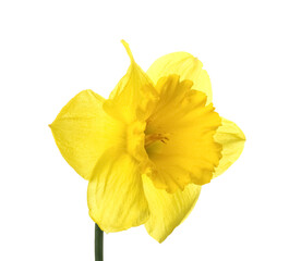 Beautiful narcissus flower isolated on white