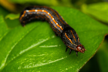 black and orange caterpillar close up in a leaf