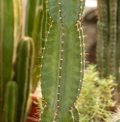 Cactus plant in the arboretum.
