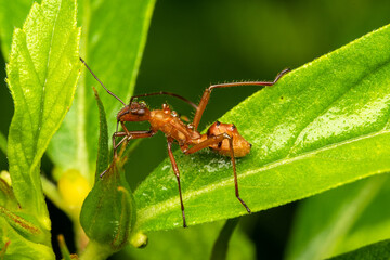 close up macro assasing bug