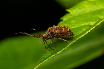 close up macro assasing bug