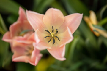 Beautiful pink tulip flower in nature.