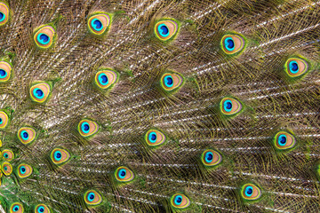 Multicolored peacock feathers as a background.