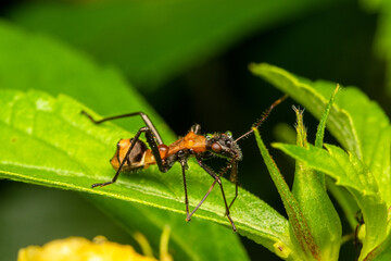 close up macro assasing bug