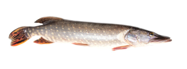 Pike fish isolated on white background.