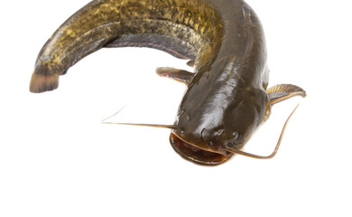 Catfish fish isolated on white background.
