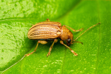yellow beetle in a leaf close up