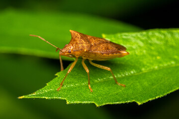 close up macro assasing bug