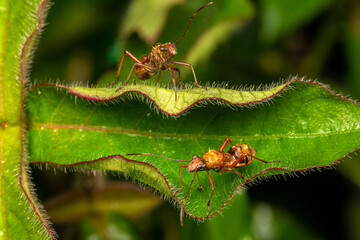 close up macro assasing bug