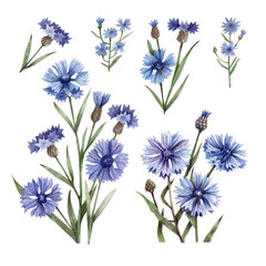 Hand drawn watercolor illustration of cornflowers. Flowers and buds isolated on white background. Botanical illustration
