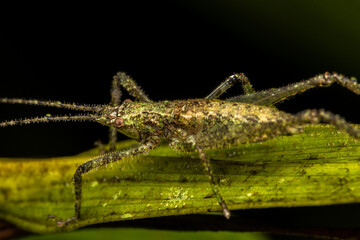 green moss close up cricket