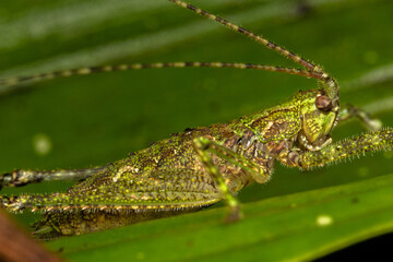 green moss close up cricket