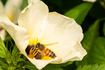 bee flying in a flower close up macro