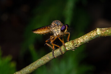 macro big assasing fly costa rica