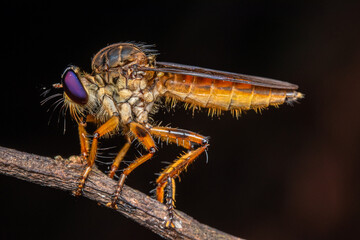 macro big assasing fly costa rica