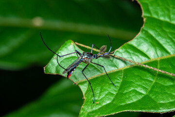 blue macro mosquito costa rica