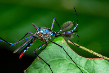 blue macro mosquito costa rica