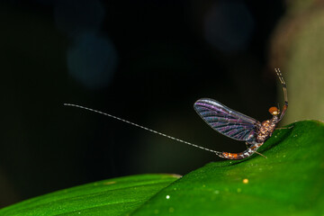 Baetis prayer insect macro costa rica