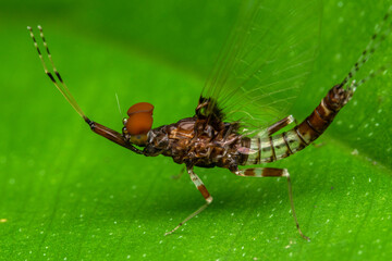 Baetis prayer insect macro costa rica