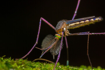 blue macro mosquito costa rica