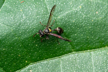 black wasp close up costa rica
