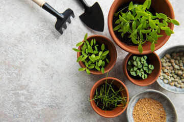 Pots with seedlings and seeds on the table