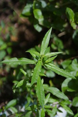 asteraceae