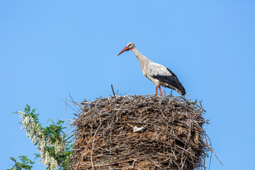White or Common Stork in the nest in a state of alert. Ciconia ciconia.