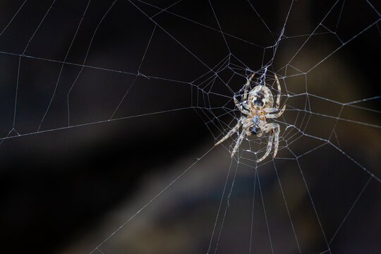 European garden spider in its web. Araneus diadematus.