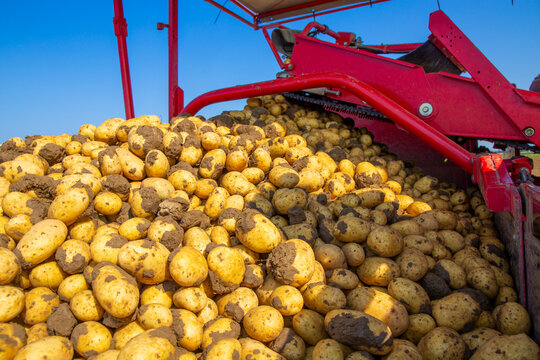 Landwirtschaftliche Kartoffelernte