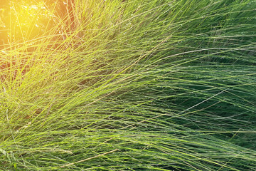 Image of beautiful fountain grass with water moisture morning dew and summer bright morning sunlight for natural graphic background use.
