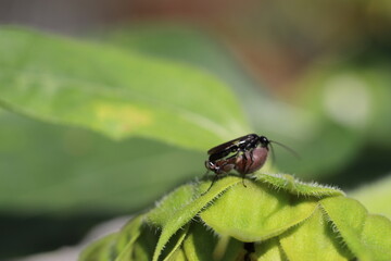 Fototapeta premium Fliege, Makro, Insekt