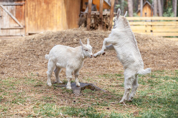 Fototapeta premium Two white little goats play with each other on the farm. Breeding goats and sheep. Housekeeping. Cute with funny. 